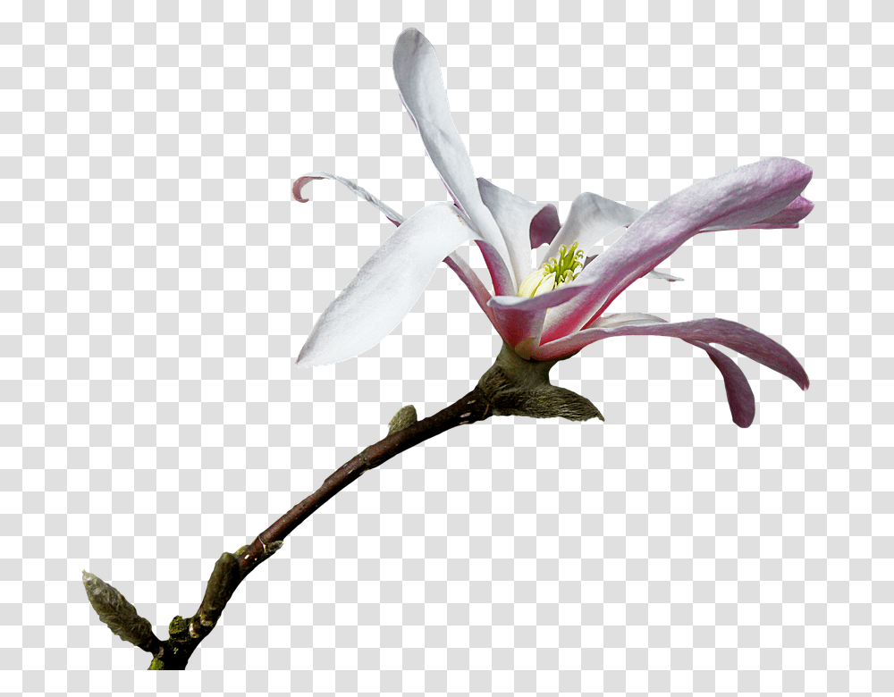 Lily, Plant, Flower, Blossom, Pollen Transparent Png