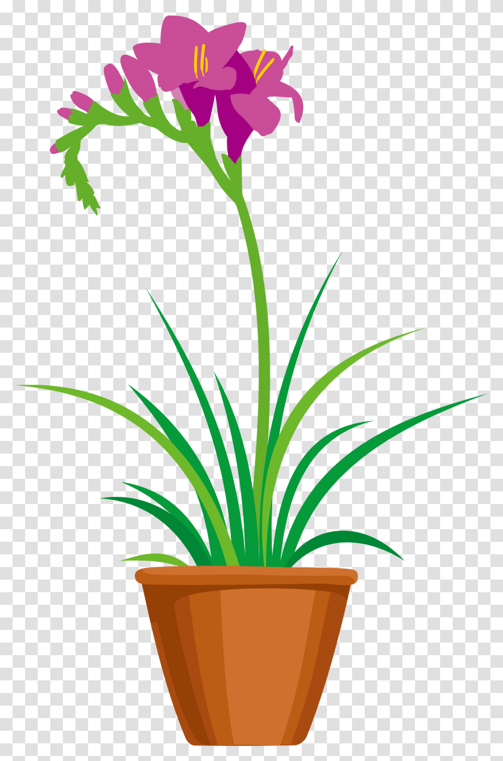 Lily, Plant, Flower, Blossom, Pot Transparent Png