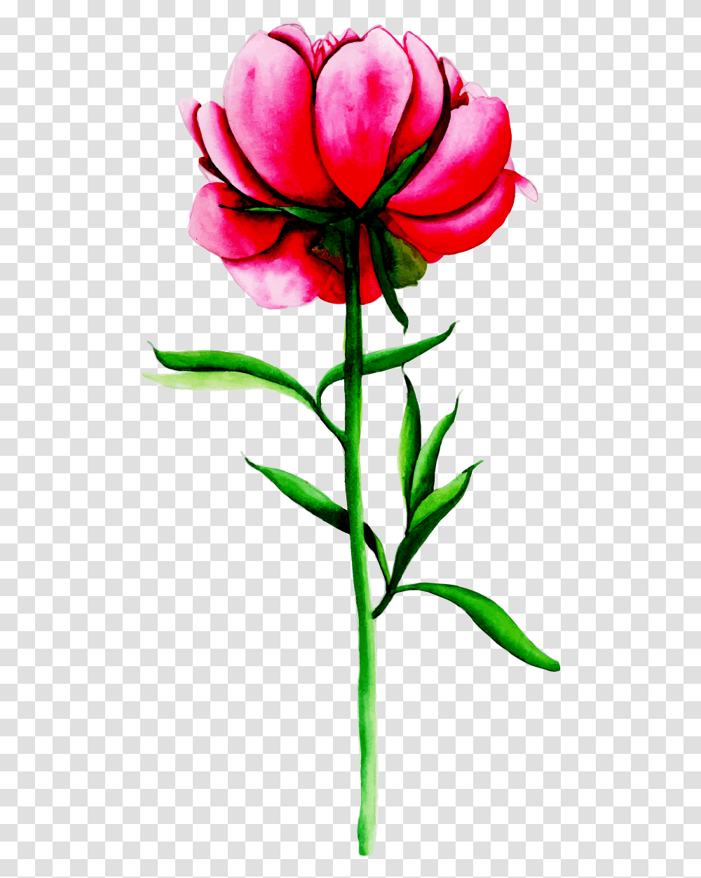 Lily, Plant, Flower, Blossom, Rose Transparent Png