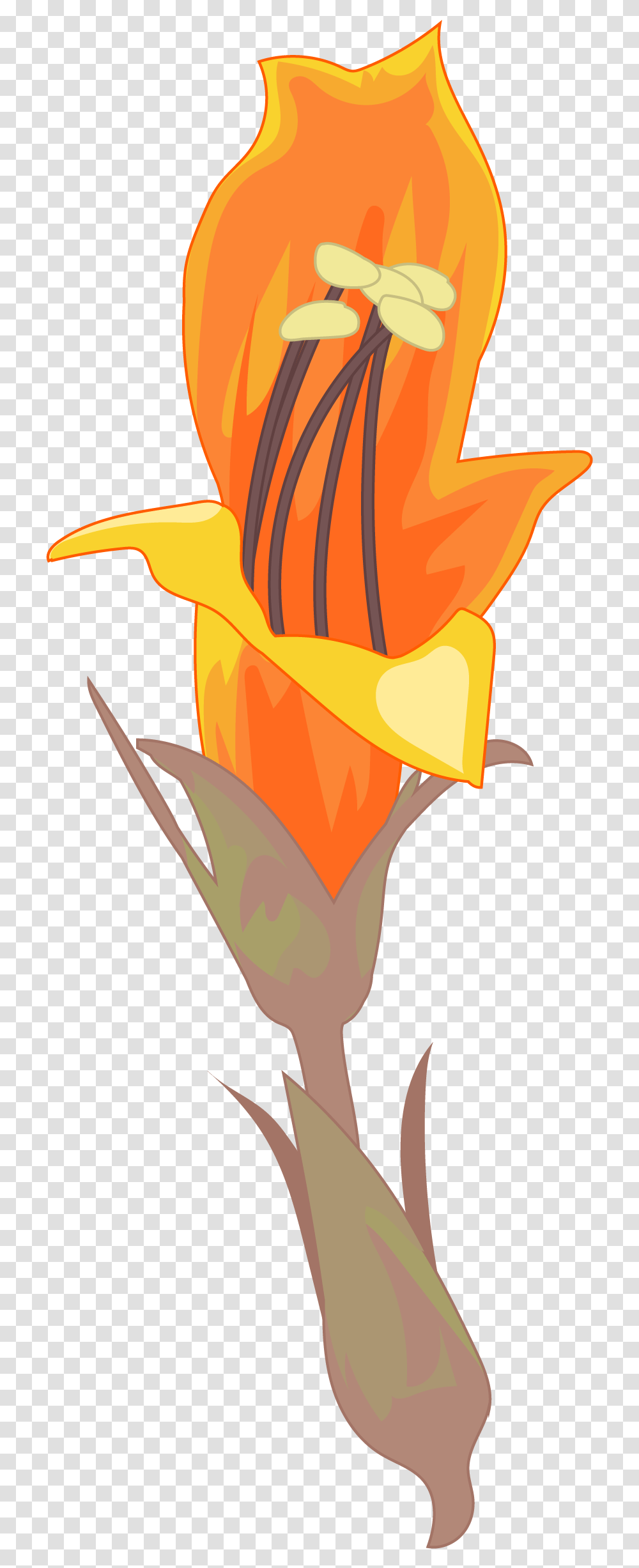 Lily, Plant, Flower, Light, Bird Transparent Png