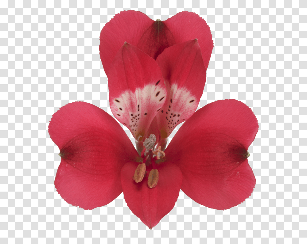 Lily, Plant, Geranium, Flower, Blossom Transparent Png