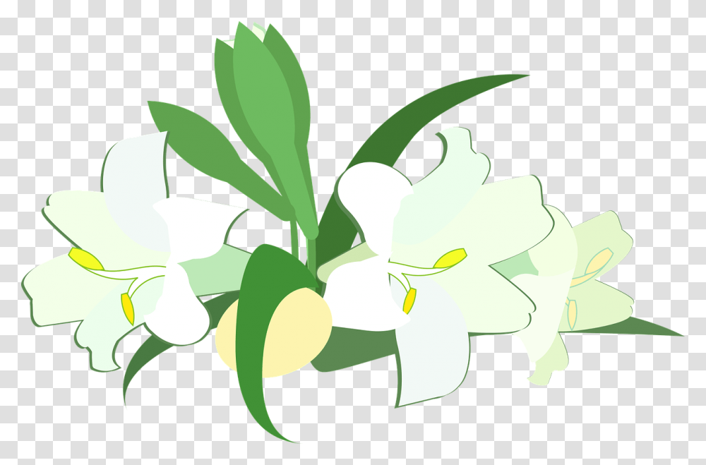 Lily, Plant, Green, Flower, Blossom Transparent Png