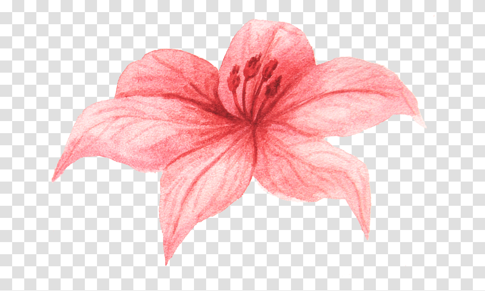 Lily, Plant, Hibiscus, Flower, Blossom Transparent Png
