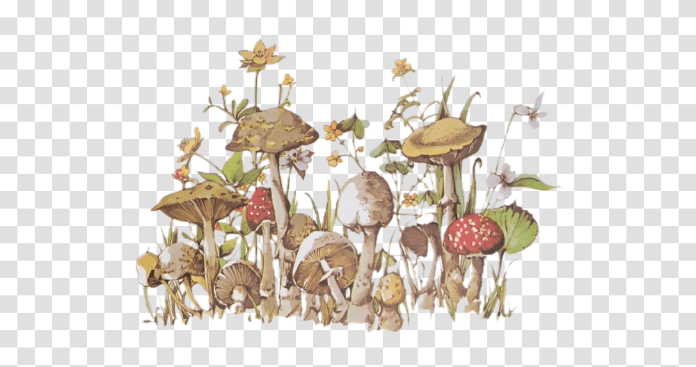 Lily, Plant, Mushroom, Fungus, Agaric Transparent Png