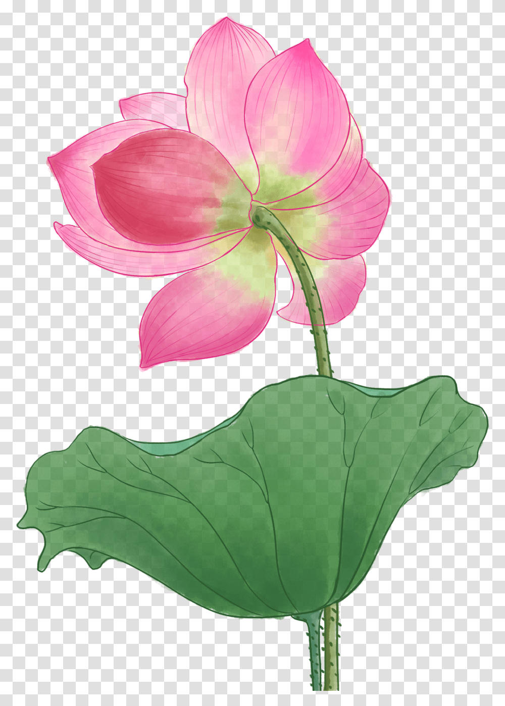 Lily, Plant, Petal, Flower, Blossom Transparent Png