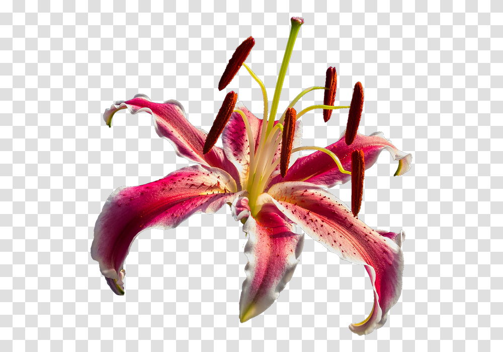 Lily Red Flower Lirios Rojos, Plant, Blossom, Pollen, Amaryllis Transparent Png