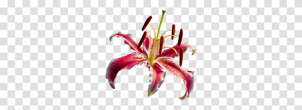 Lily Red Flower Portable Network Graphics, Plant, Blossom, Pollen, Anther Transparent Png