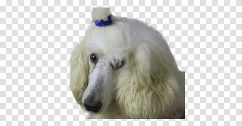 Lily The White Poodle White Poodle Background, Dog, Pet, Canine, Animal Transparent Png