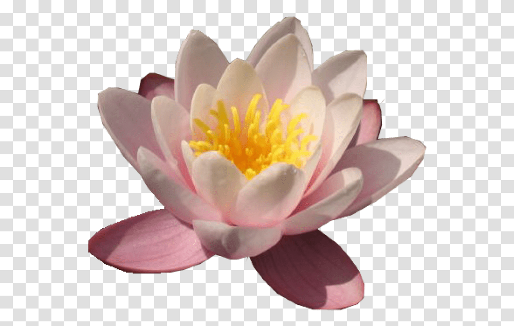 Lily Waterlily Water Lily, Plant, Flower, Blossom, Rose Transparent Png