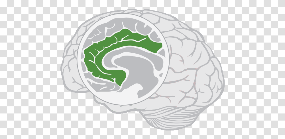 Limbic Lobe Brain, Plant, Vegetable, Food, Nature Transparent Png