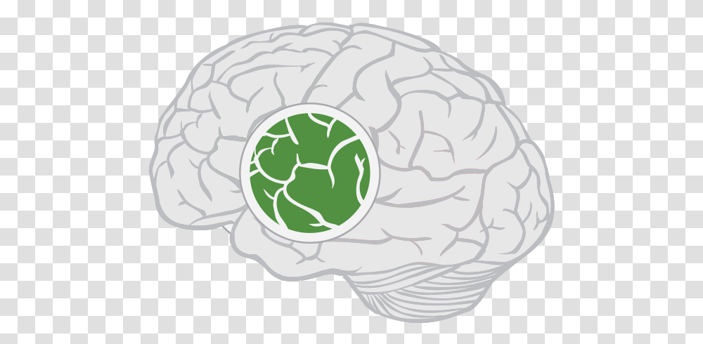Limbic Lobe Of Brain, Plant, Hand, Vegetable, Food Transparent Png