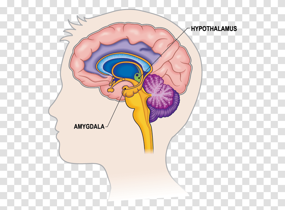 Limbic System In Brain, Apparel, Jaw, Light Transparent Png