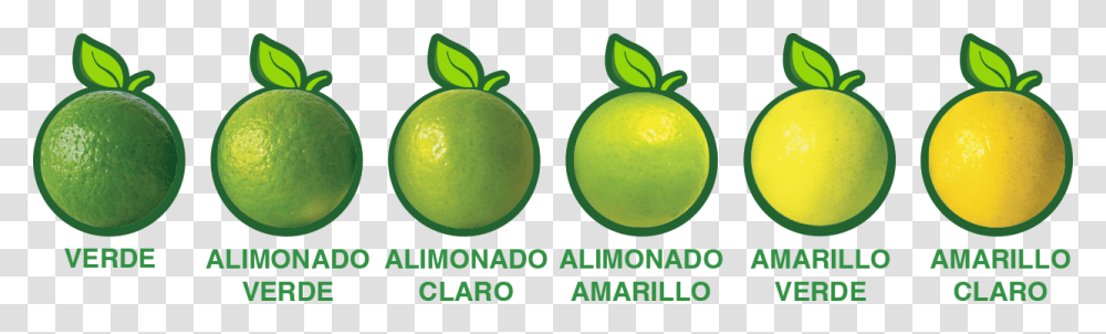 Lime, Citrus Fruit, Plant, Food, Lemon Transparent Png