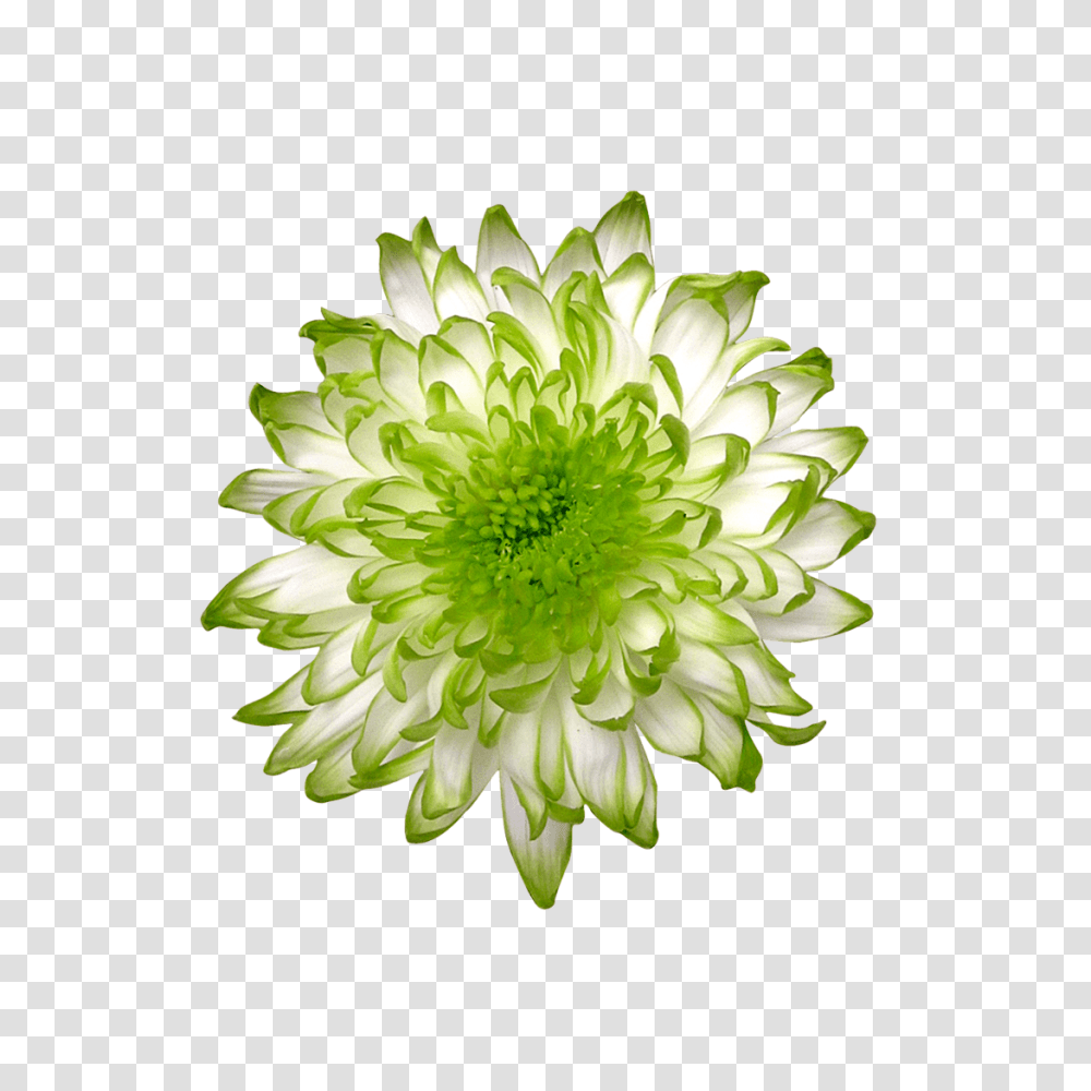 Lime Green Zembla Green Flower Cut Out, Plant, Graphics, Art, Pattern Transparent Png