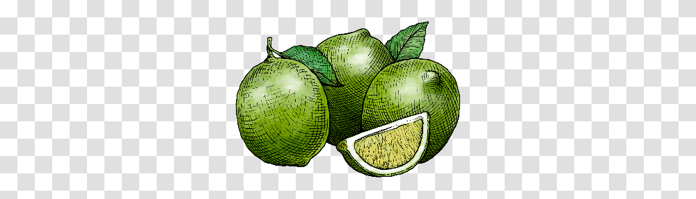 Lime, Plant, Fruit, Food, Green Transparent Png