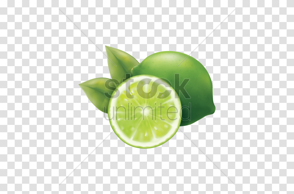 Lime Vector Image, Plant, Fruit, Food, Citrus Fruit Transparent Png