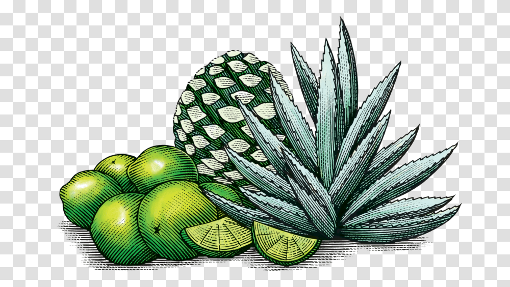 Limeagave Mexican Agave Art, Plant, Aloe, Agavaceae, Snake Transparent Png