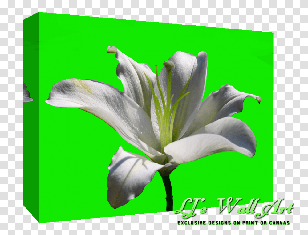 Limelilysmall White Lily Flower Full Size Download White Lily Flower, Plant, Bird, Animal, Petal Transparent Png