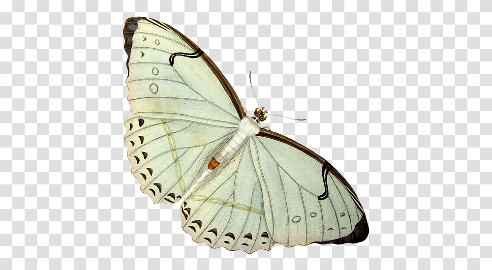 Limenitis, Butterfly, Insect, Invertebrate, Animal Transparent Png