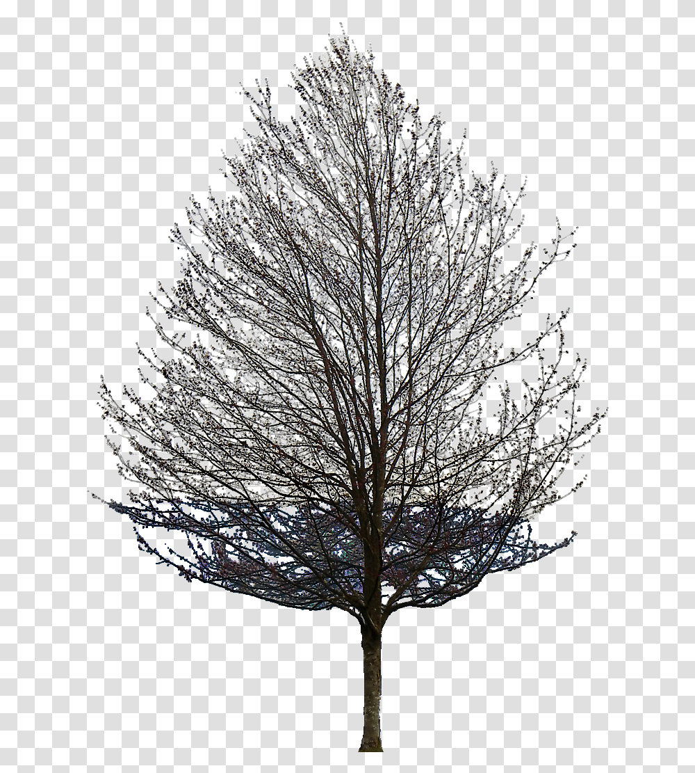 Limitless Providing The Energy Is There Tree Without Leaves, Nature, Plant, Outdoors, Ice Transparent Png