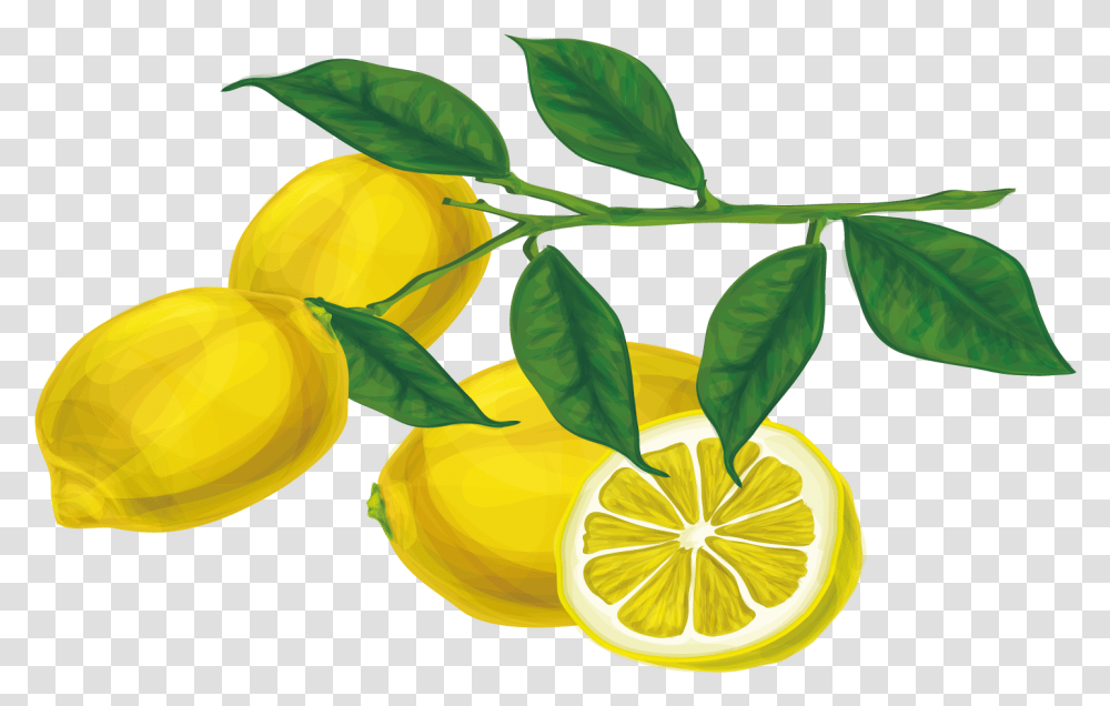 Limon Vector Lemon Leaf Lemon Branch Background, Plant, Citrus Fruit, Food Transparent Png