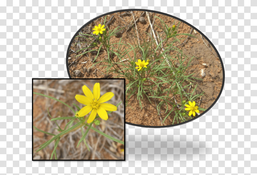Limoncillo Thick Grass Like Leaves Are Covered With African Daisy, Plant, Flower, Blossom, Asteraceae Transparent Png