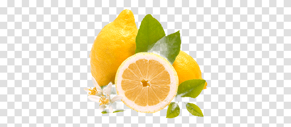 Limones Rangpur, Citrus Fruit, Plant, Food, Lemon Transparent Png