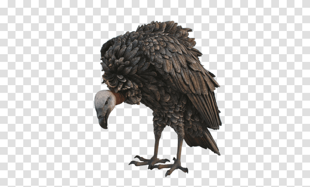 Limpkin, Vulture, Bird, Animal, Condor Transparent Png
