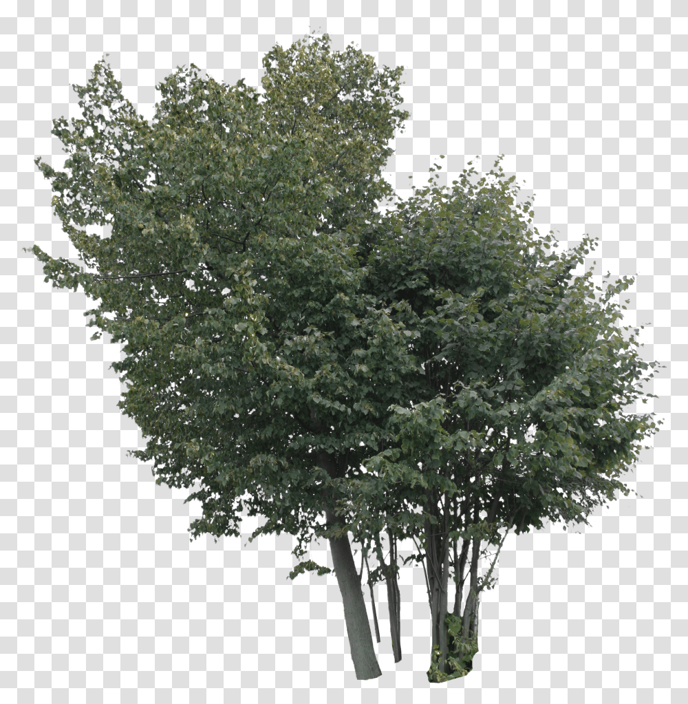 Linden Free Cut Out People Trees And Leaves Tree Transparent Png