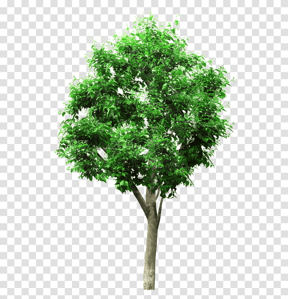 Linden Picture Material Tree Project Engineering Architectural Architecture Trees, Plant, Maple, Vegetation, Oak Transparent Png