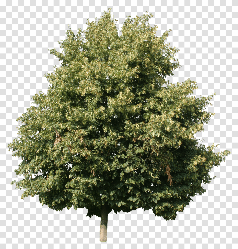 Linden Tree Cut Out Woody Plant Transparent Png