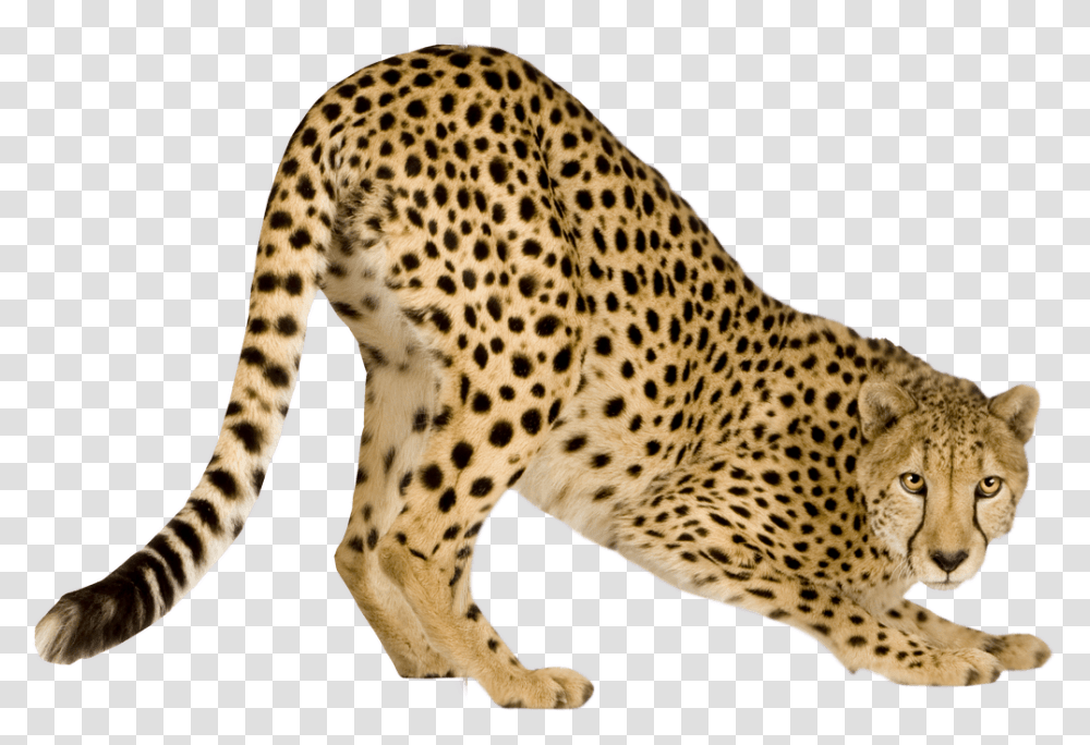 Lindsey Morgan Chetha, Cheetah, Wildlife, Mammal, Animal Transparent Png