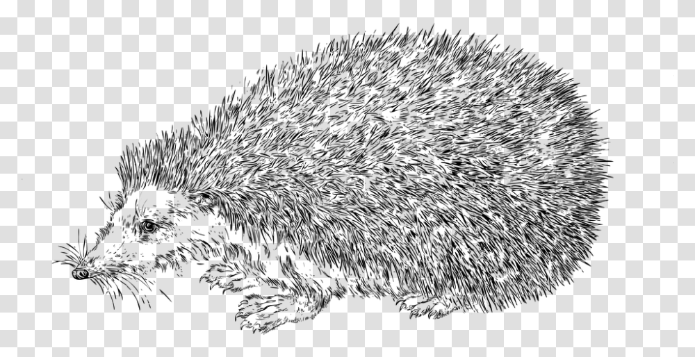 Line Art Hedgehog Animal Nature Wildlife Realistic Hedgehog Coloring Page, Gray Transparent Png