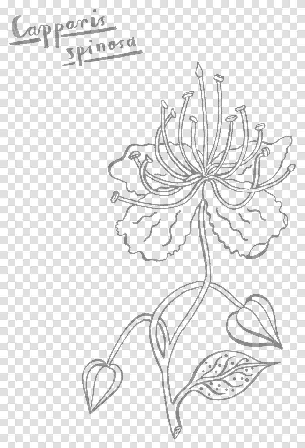 Line Art, Plant, Floral Design, Pattern Transparent Png