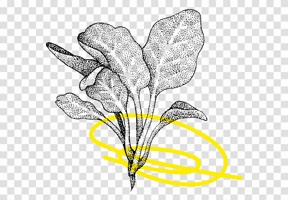 Line Art, Plant, Leaf, Flower, Jar Transparent Png