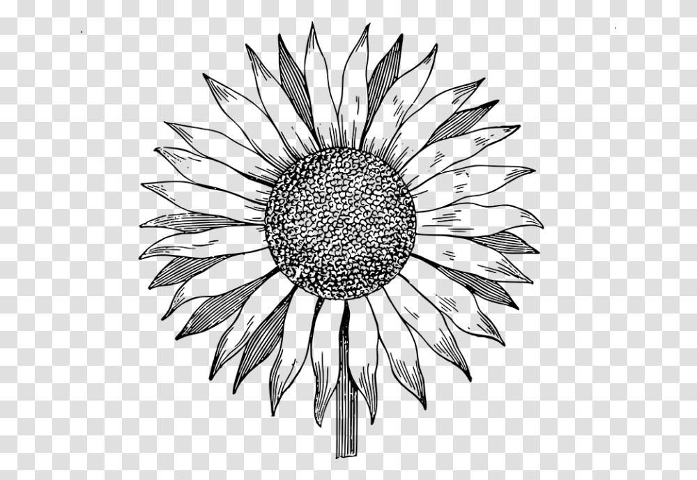 Line Art Sunflower Vector, Gray, World Of Warcraft Transparent Png