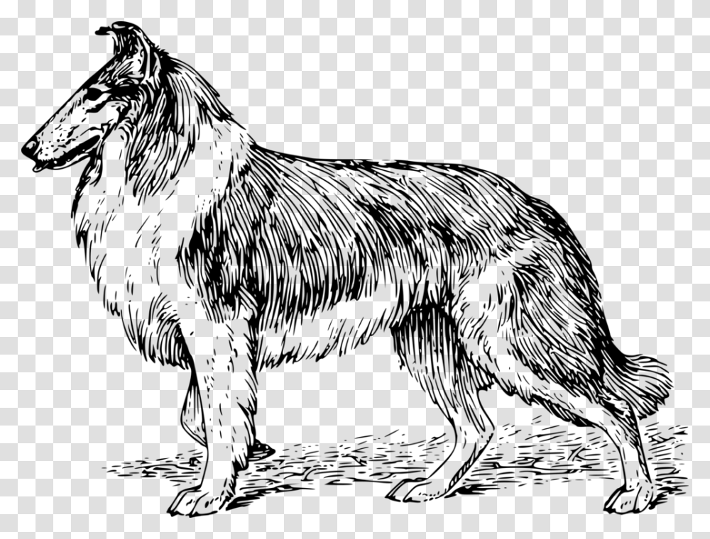 Line Artcolliemonochrome Photography Collie Coloring Pages, Gray, World Of Warcraft Transparent Png