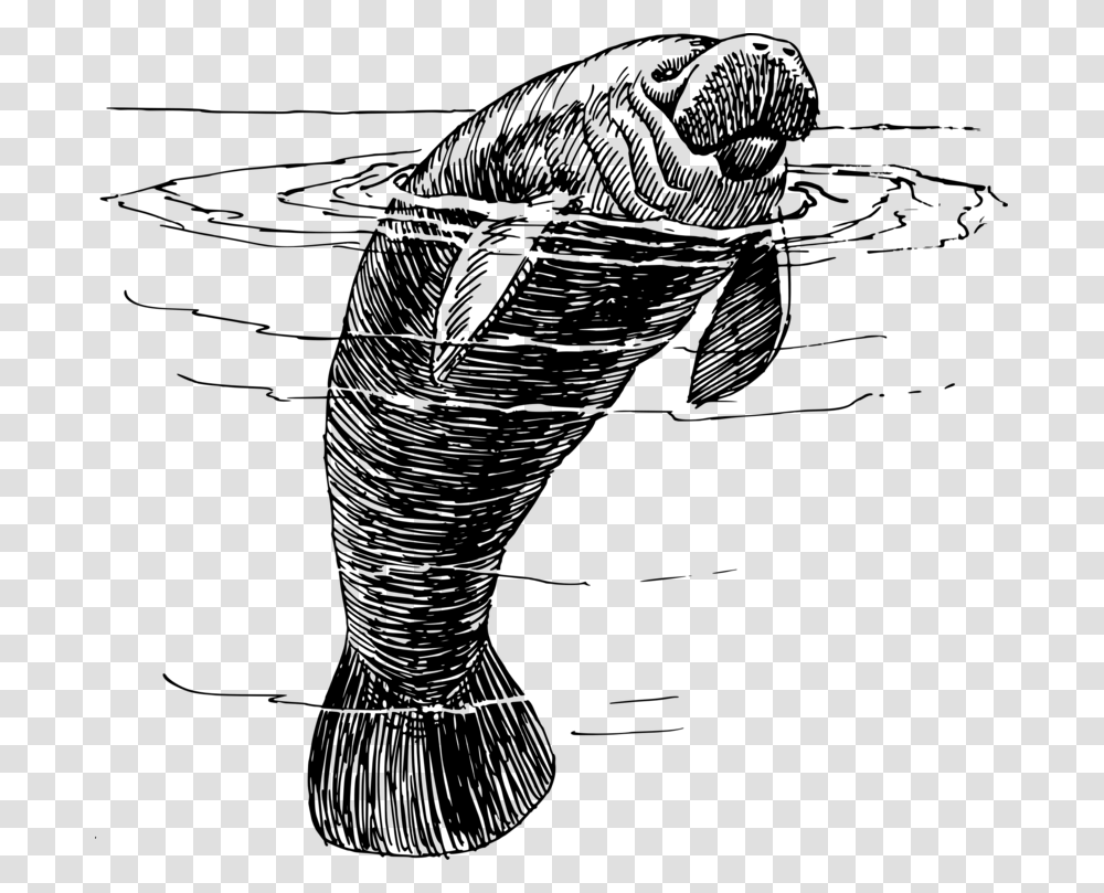 Line Artcoloring Bookfish Manatee Black And White, Gray, World Of Warcraft Transparent Png