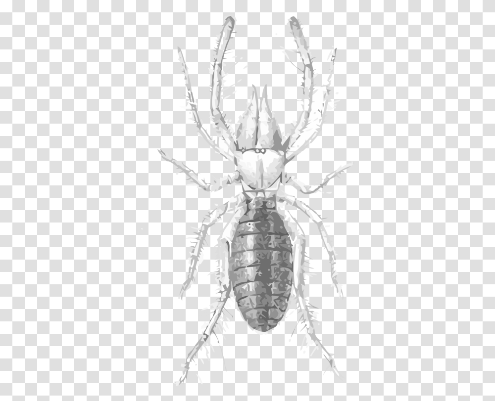 Line Artdecapodamonochrome Photography Clipart Eremobates Aztecus, Animal, Insect, Invertebrate, Flea Transparent Png