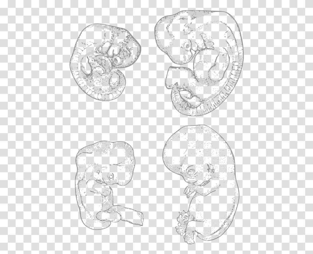 Line Artheadorgan Clipart Royalty Free Svg Embryo Development Art, Stencil, Rug, Lace, Person Transparent Png