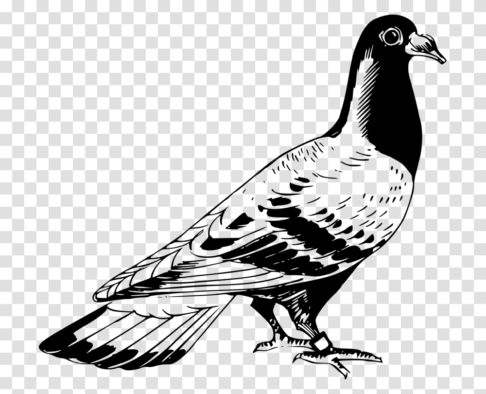 Line Artmonochrome Photographybird Pigeon Clipart Black And White, Gray, World Of Warcraft Transparent Png