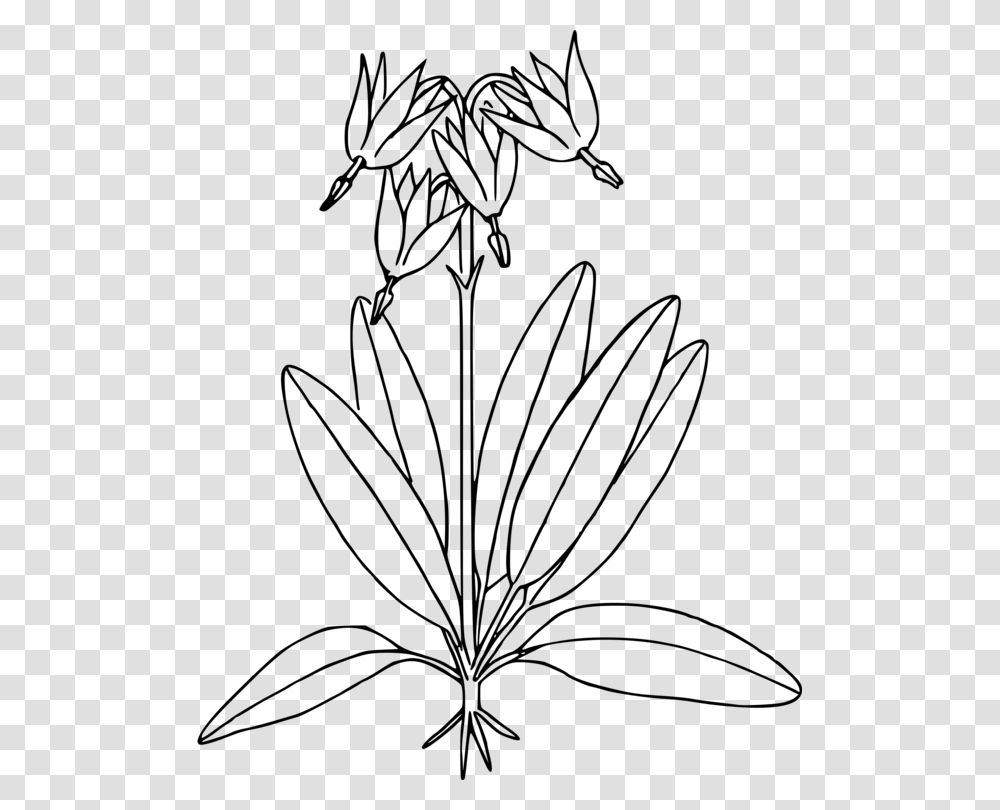 Line Artplantflower Shooting Star Plant Drawing, Gray, World Of Warcraft Transparent Png