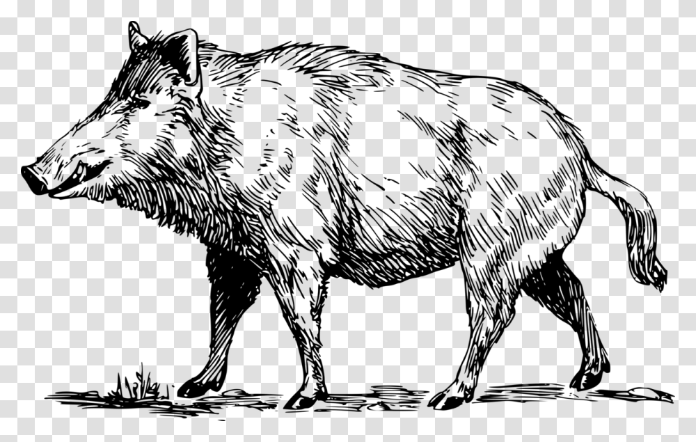 Line Artwildlifeterrestrial Animal Boar Black And White Clipart, Gray, World Of Warcraft Transparent Png