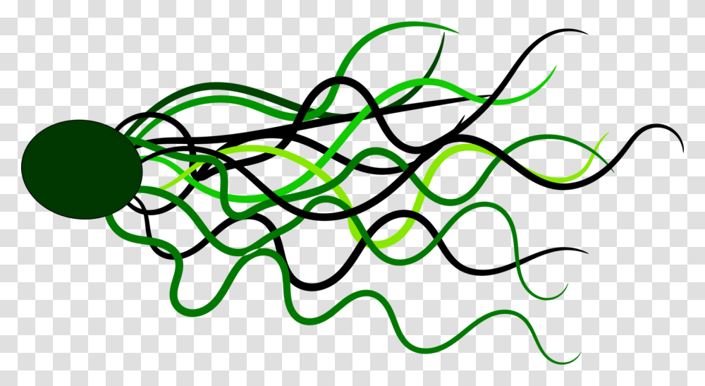 Line Curve Green Circle Shape, Plant, Animal Transparent Png