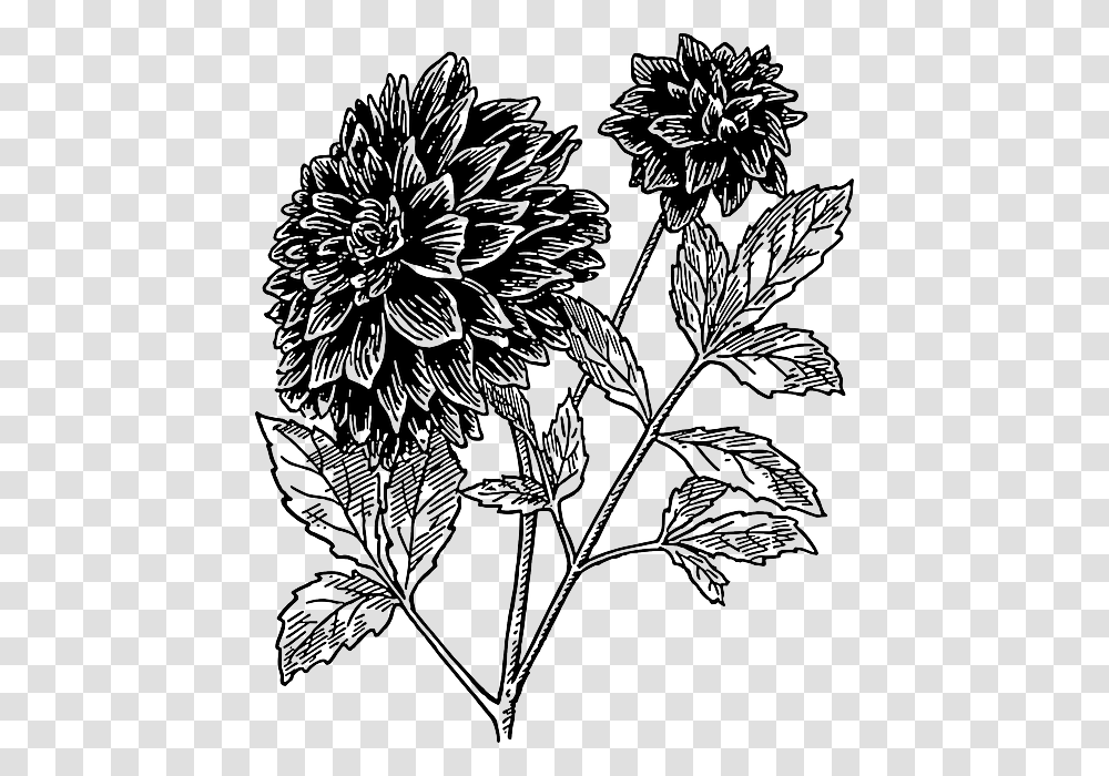 Line Drawing Dahlia Flower, Plant, Leaf, Painting, Pineapple Transparent Png