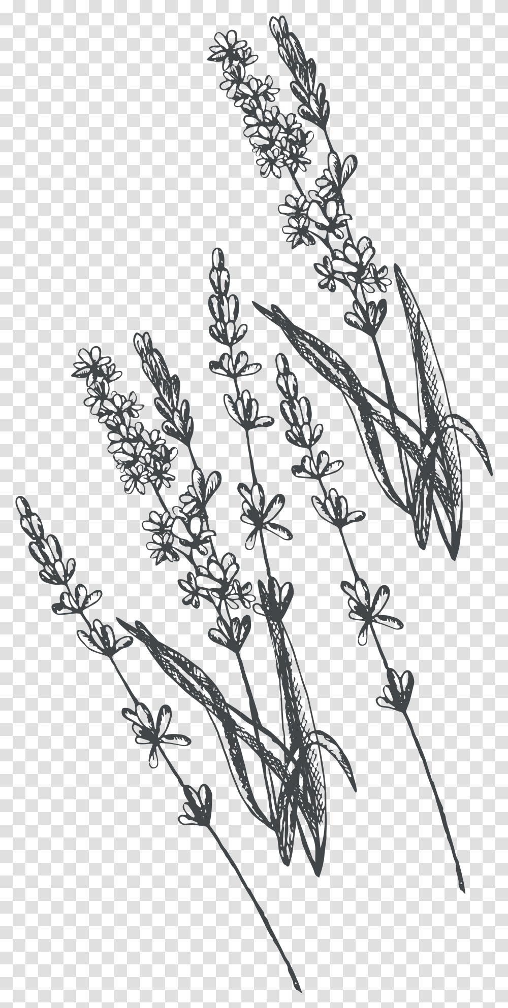 Line Drawing Lavender Line Drawing, Nature, Ice, Outdoors, Snow Transparent Png