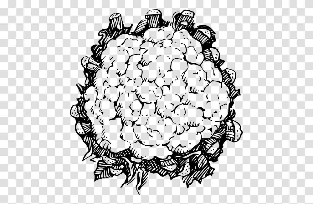 Line Drawing Of Cauliflower, Plant, Vegetable, Food, Produce Transparent Png