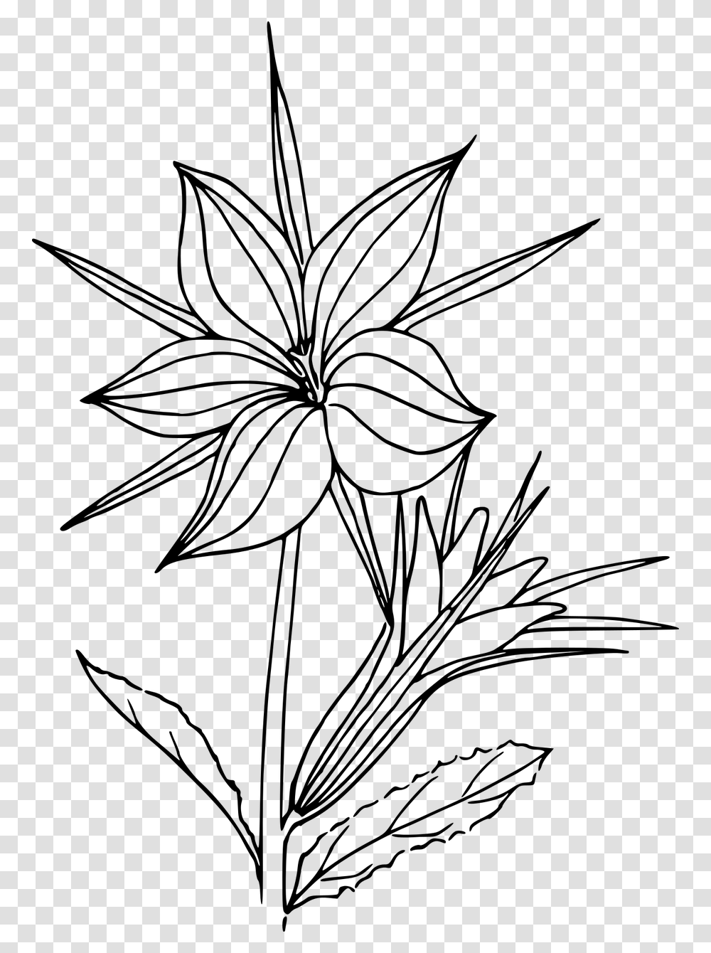 Line Drawing Plants, Gray, World Of Warcraft Transparent Png