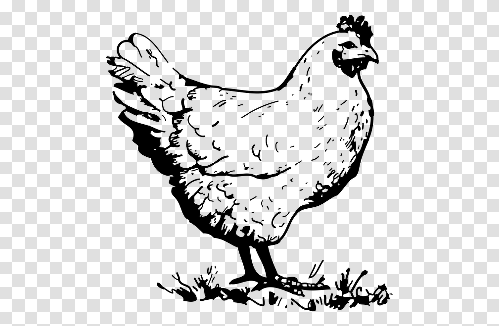 Lineart Chicken Chicken Black And White Clipart, Gray Transparent Png