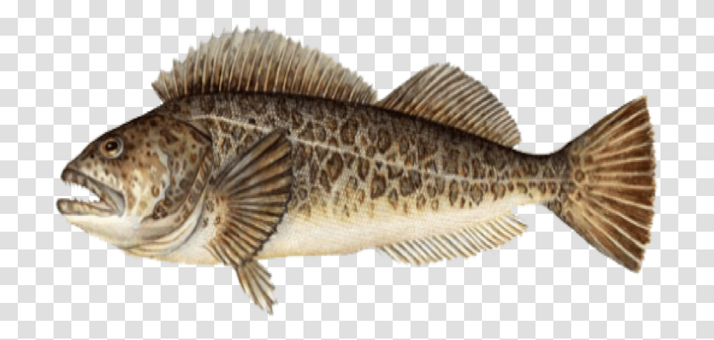 Lingcod Port Orford Seafood Background Fish, Animal, Perch Transparent Png